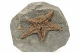 Very Detailed, Ordovician Fossil Starfish - Morocco #271433-1